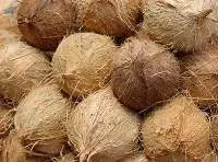 Semi-Husked Coconut