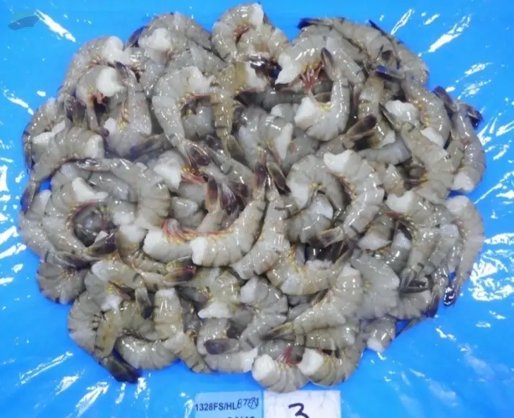 Black Tiger Shrimp HLSO