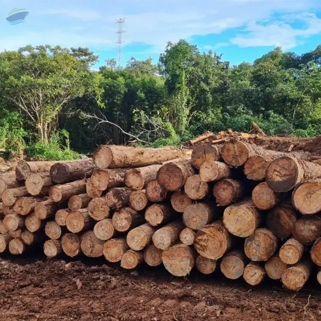 Caribbean Pine Logs