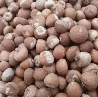 Dried Betel Nut