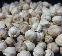 White Cardamom (Elettaria Cardamomum)