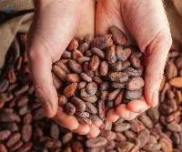 Cocoa Bean