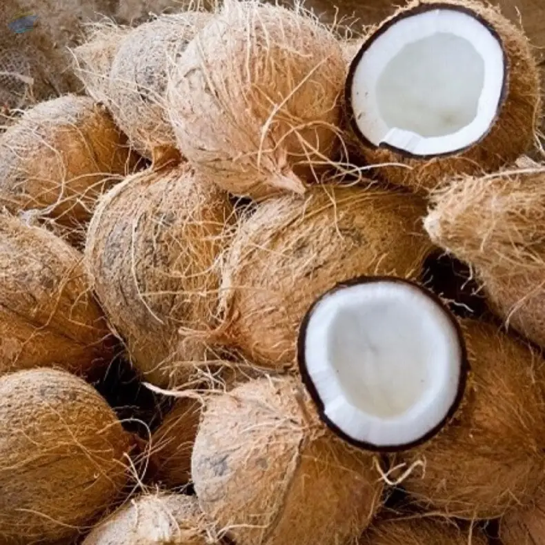 Semihusked Coconut