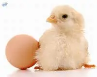 Broiler Hatching Eggs Cobb And Ross 380