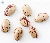 Pinto Beans