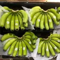 Cavendish Banana