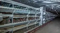 Chicken Cages , Egg Feeder & Egg Sorter Machine