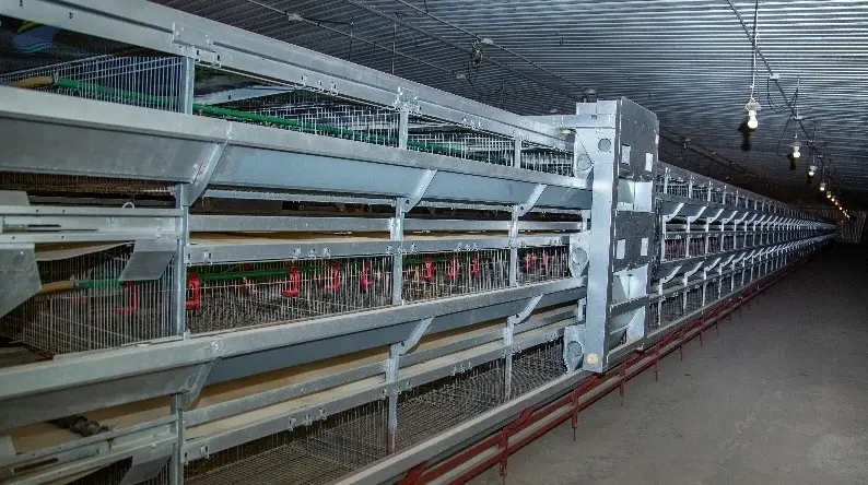 Chicken Cages , Egg Feeder & Egg Sorter Machine
