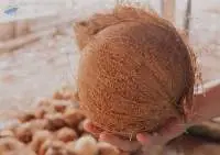Semi Husked Coconut
