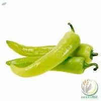 Capsicum