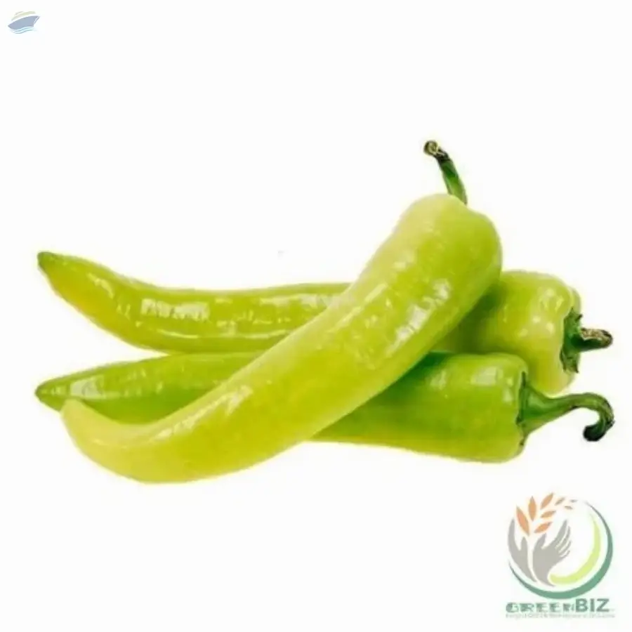 Capsicum