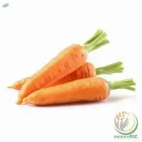 Carrot