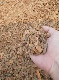 Broken Cassia (Cinnamon)