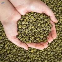 Green Coffee Bean