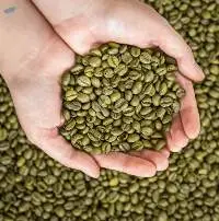 Green Coffee Bean