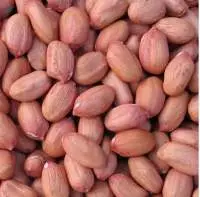 Bold Peanut (Plain Or Blanched)