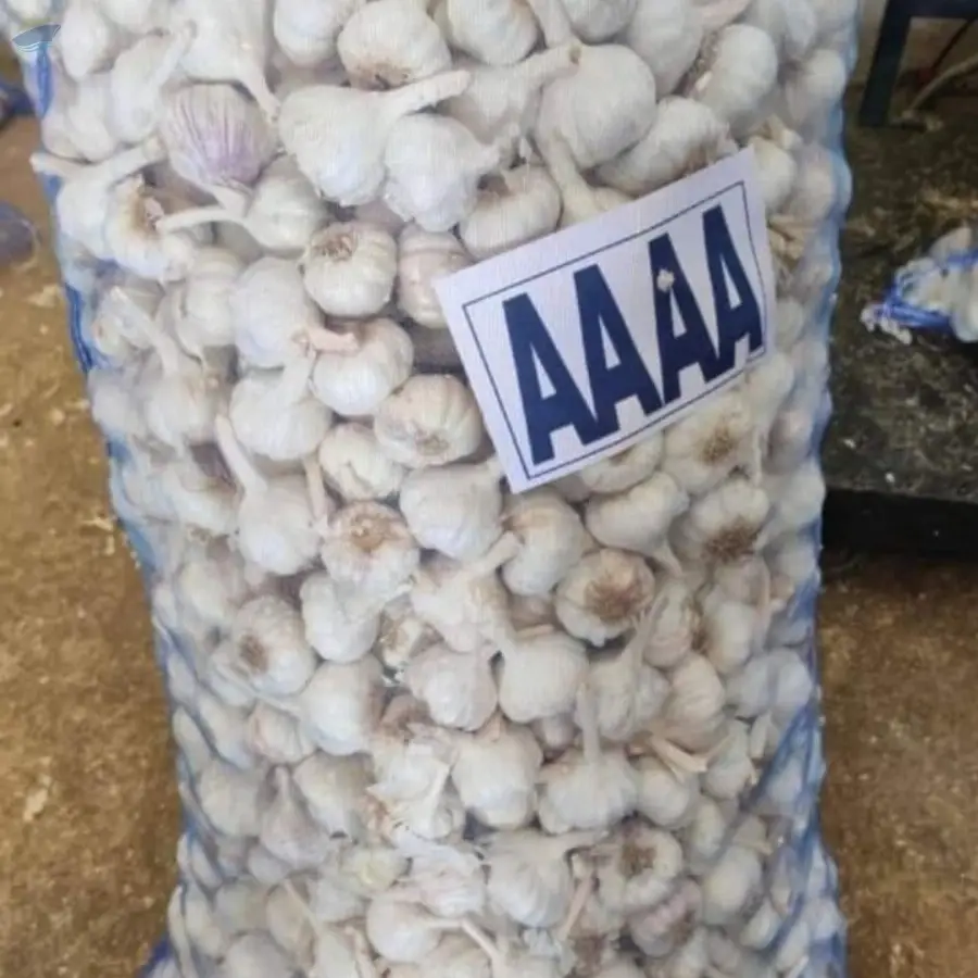 Garlic
