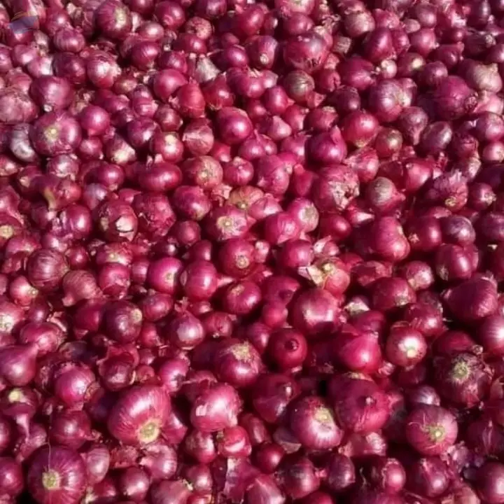 Onion