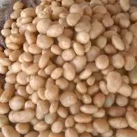 Potato