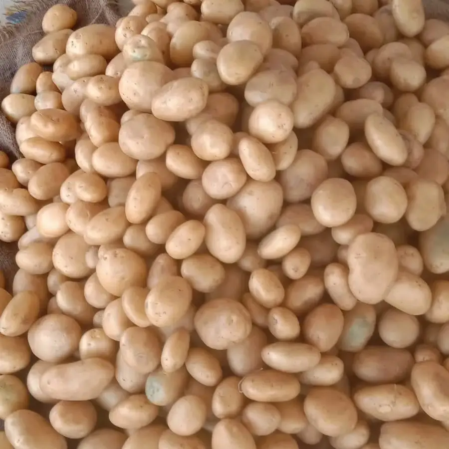 Potato