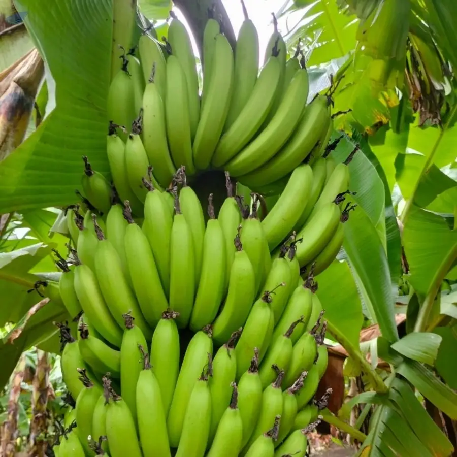 Banana