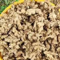 Ginger
