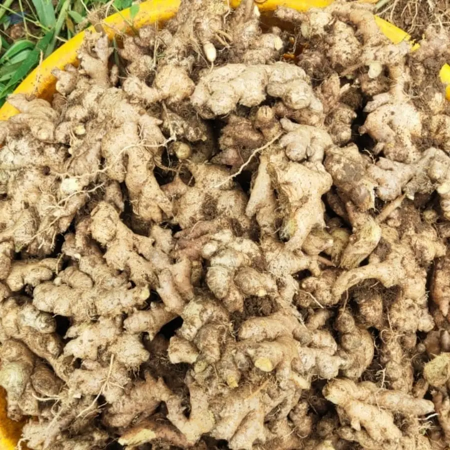 Ginger