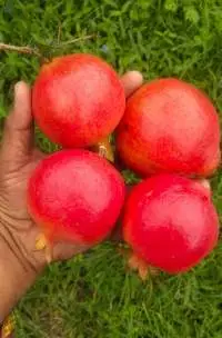 Pomegranate