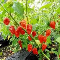 Harbernaro Chillies