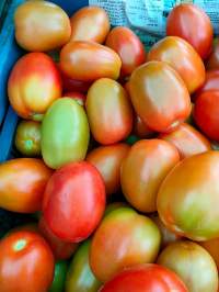 Fresh Tomato