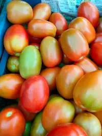 Fresh Tomato