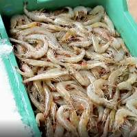 Shrimp