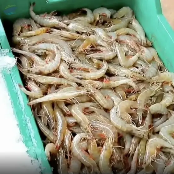 Shrimp