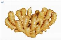 Selected Super Quality Chinese Fresh Ginger