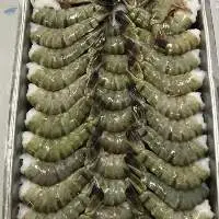 Black Tiger Prawn