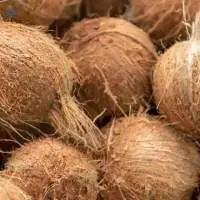 Fresh Coconut Semi-Husked