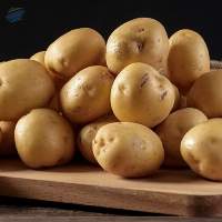 Potato