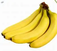 Cavendish Banana