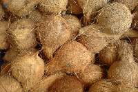 Semi Husked Coconut