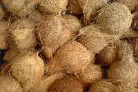 Semi Husked Coconut