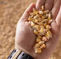Yellow Corn