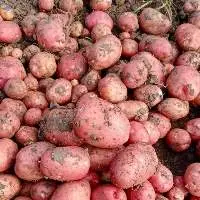 LR (Lady Rosetta) Potato