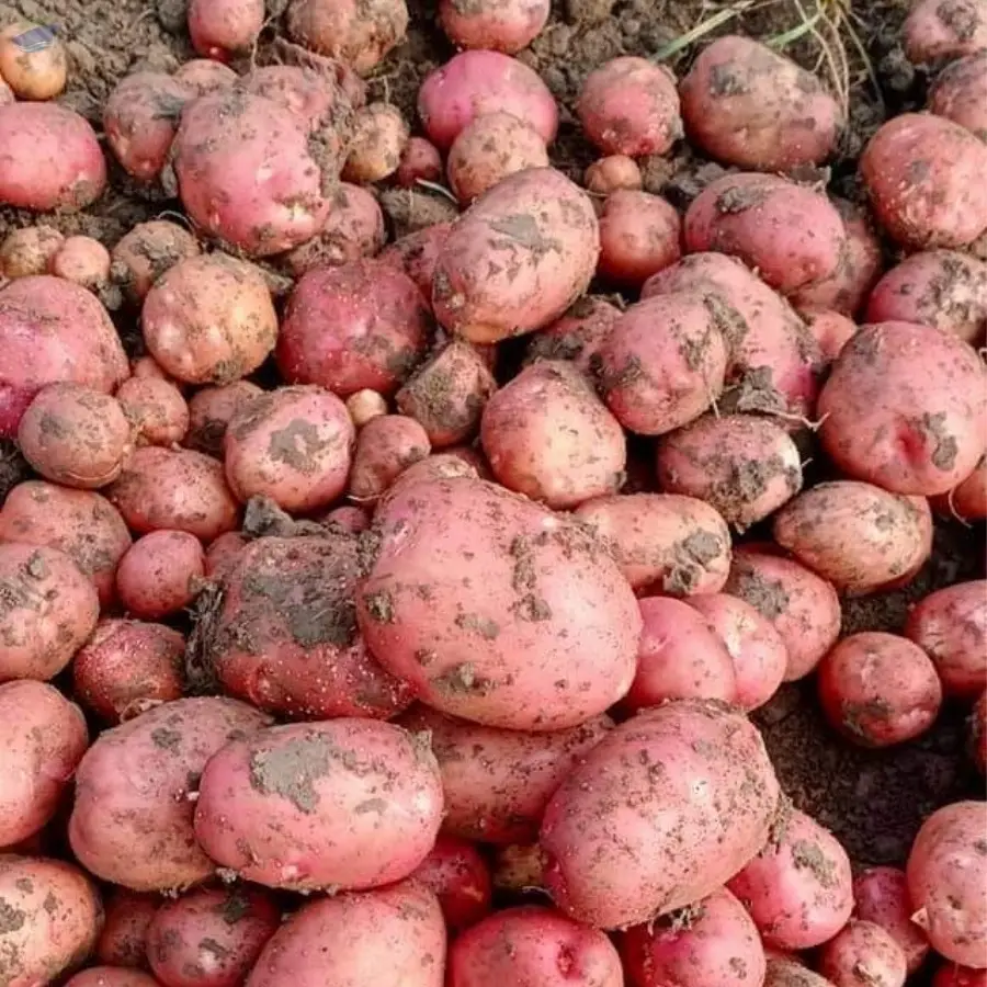 LR (Lady Rosetta) Potato