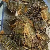 Live Lobster