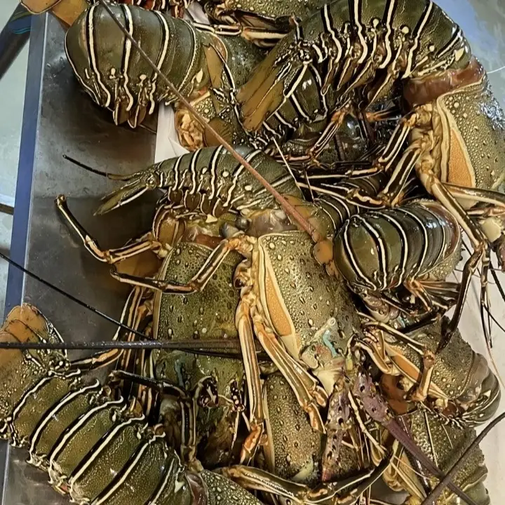 Live Lobster