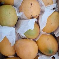 Mature Sudanese Mango