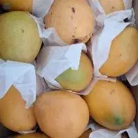 Mature Sudanese Mango