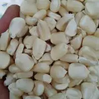 White Maize