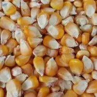 Yellow Maize