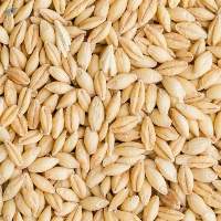 Barley